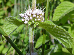 Mentha arvensis