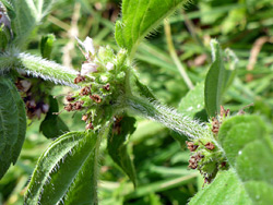 Withered flowers