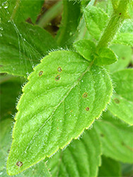 Hairy leaves and stem