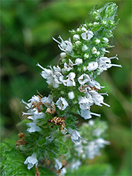 Round-leaved mint