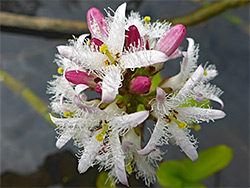 Menyanthes trifoliata