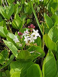 Leaves and flowers