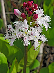 Flowers and buds