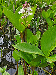 Plants in water