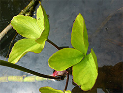 Trifoliate leaves