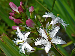 Buds and flowers