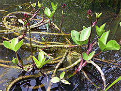 Trailing stems