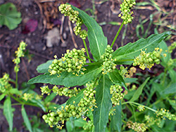 Leaves and flowers