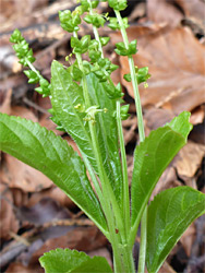 Mercurialis perennis