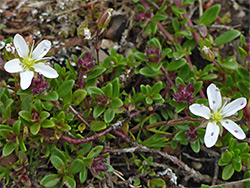 Leaves and flowers