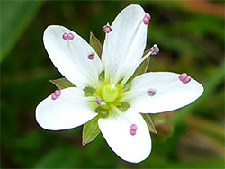 Purple anthers