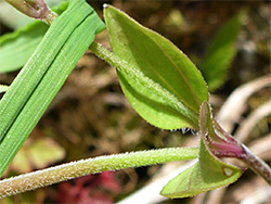 Three-veined leaf