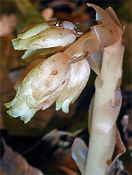 Monotropa hypopitys