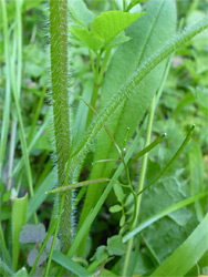 Hairy stem