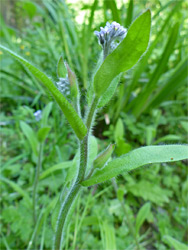 Upper stem leaves