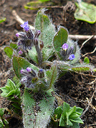 Flowers and leaves