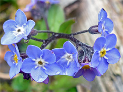 Myosotis sylvatica