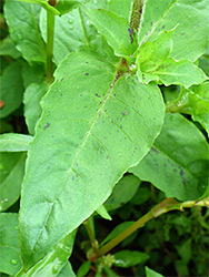 Shallowly-toothed leaf