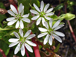 Water chickweed