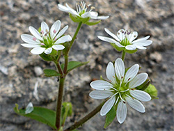 Group of flowers