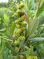 Bog myrtle