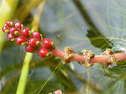 Spiked water-milfoil