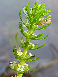 Myriophyllum verticillatum