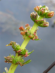 Orange anthers