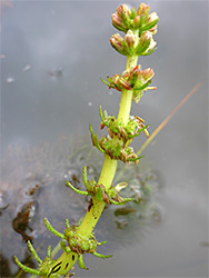 Top of a stem