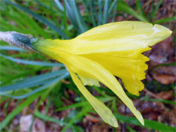 Yellow petals