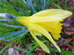 Wild daffodil