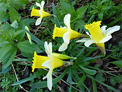 Wild daffodil