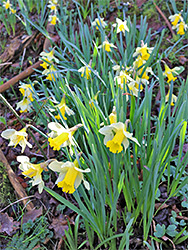 Flowers and leaves