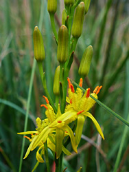 Flowers and buds