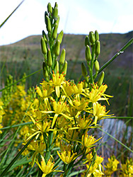 Stems of bog asphodel