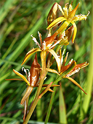 Orange-gold flowers