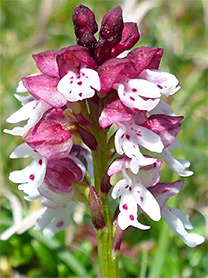 Burnt-tip orchid