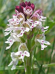 Purple-topped flower cluster