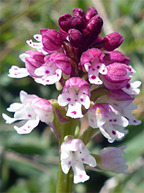 Red and purple flowers