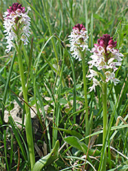 Three flower spikes