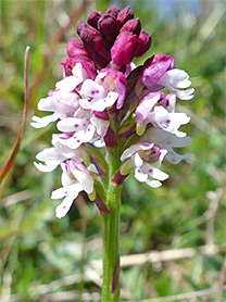 Flower cluster