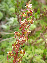 Yellowish-red flowers