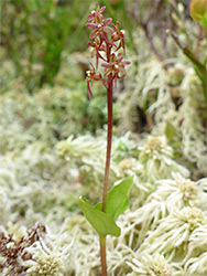 Flowers and leaves