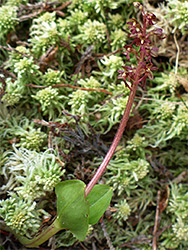 Plant in sphagnum moss