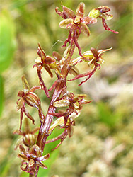 Inflorescence