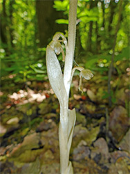 Lower stem flowers