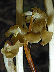 Birds-nest orchid