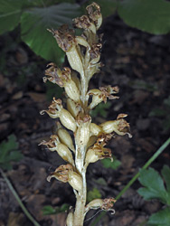 Withered flowers