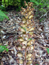 Inflorescence