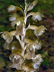 Sparsely hairy flowers